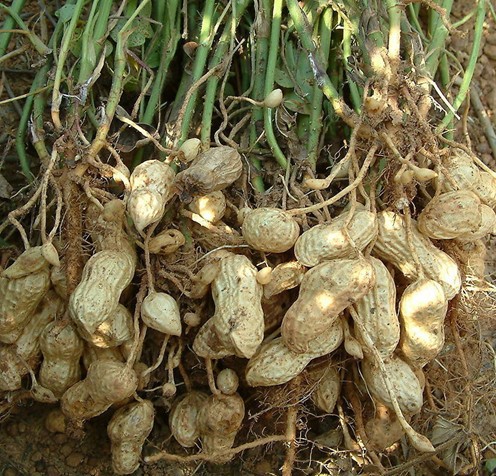 Ļʲôc(din)